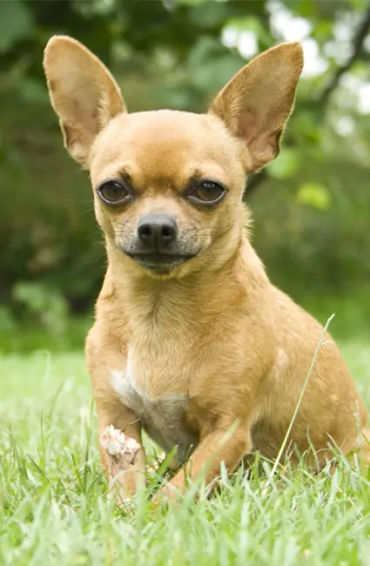 Chihuahua 