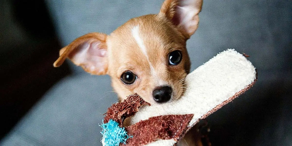 Chihuahuas