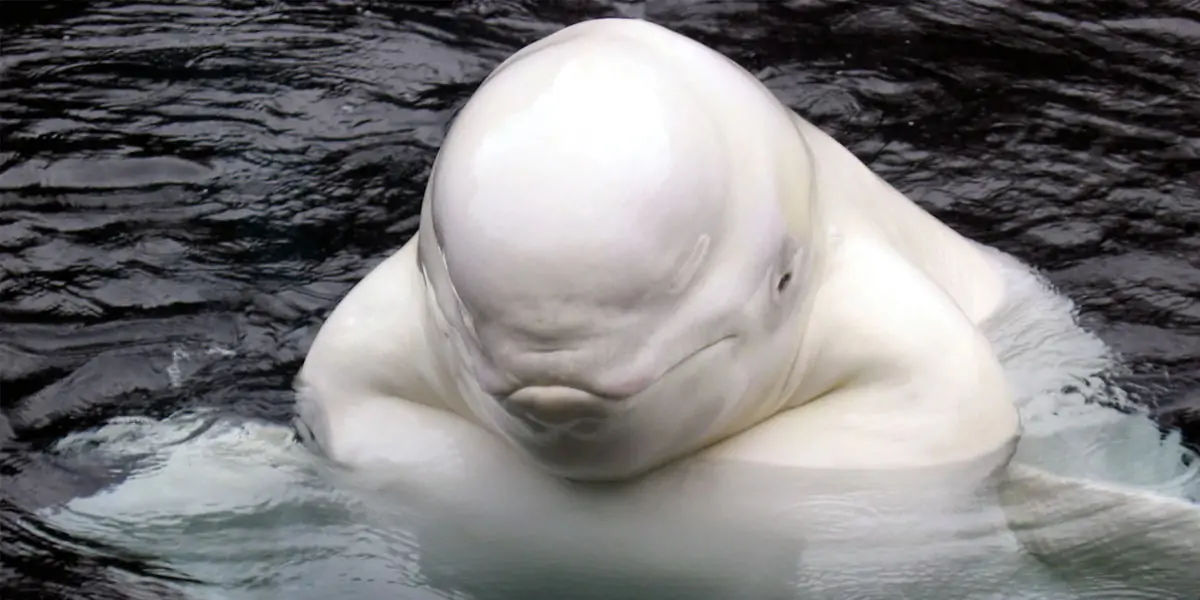Beluga 