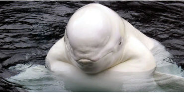 Beluga 
