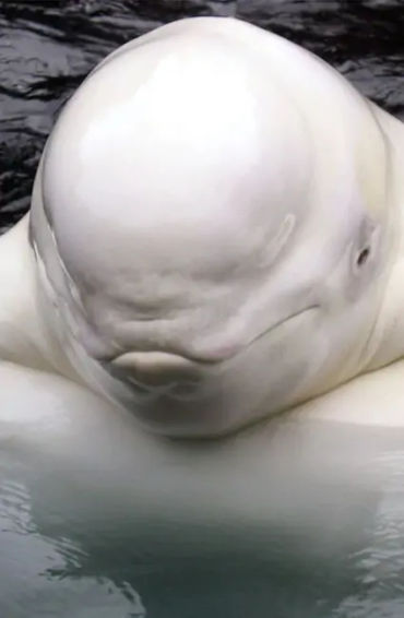 Beluga 