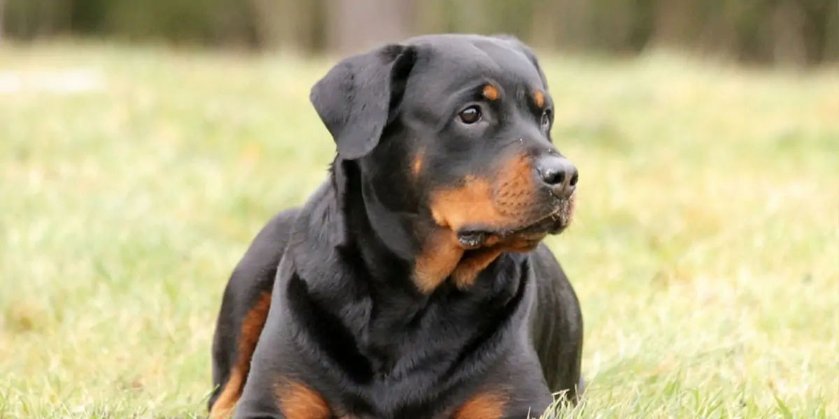 rottweiler, dog