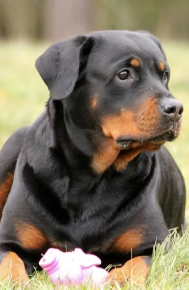 rottweiler, dog
