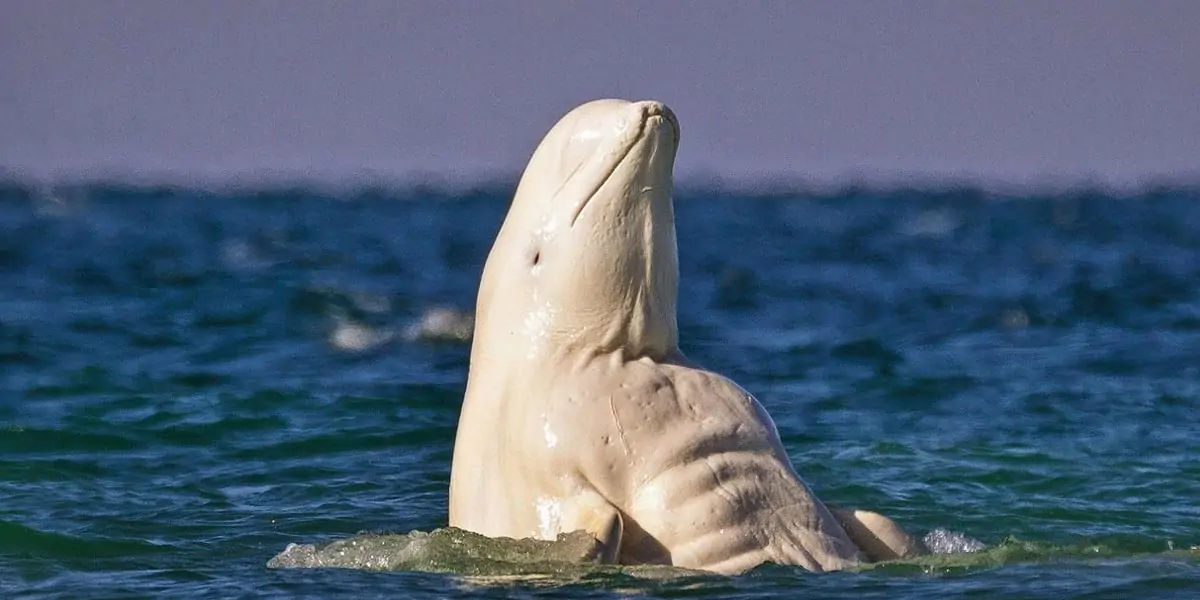 belugas 