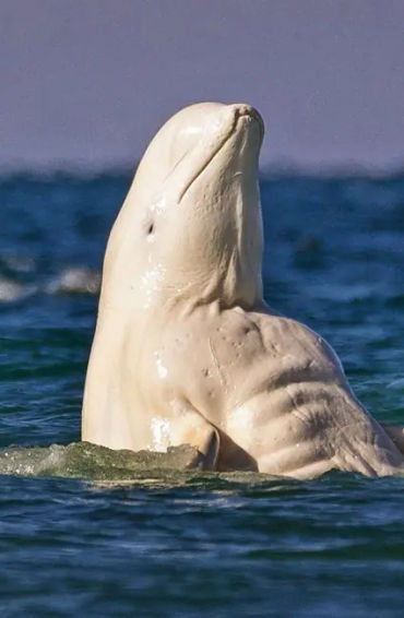 belugas 