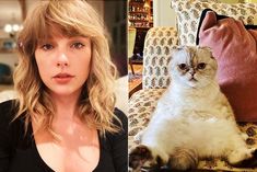 taylor swifts cat olivia benson is the third richest pet in the world