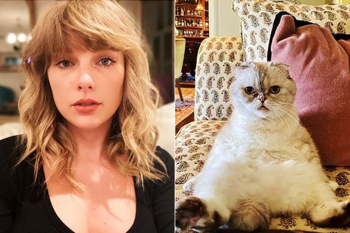 taylor swifts cat olivia benson is the third richest pet in the world