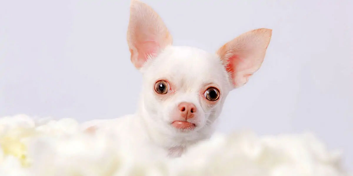 why do chihuahuas exist