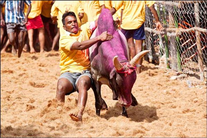 seasons first jallikattu game begins in tamil nadu 35 injured