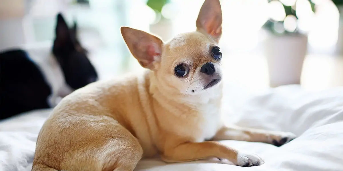 smallest dog