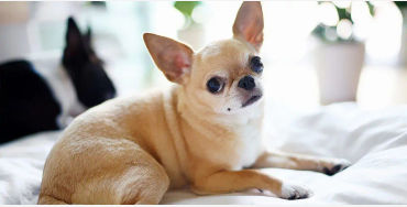smallest dog 