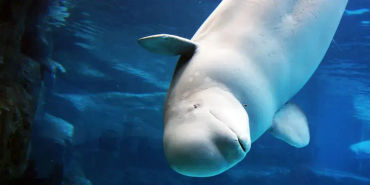  beluga