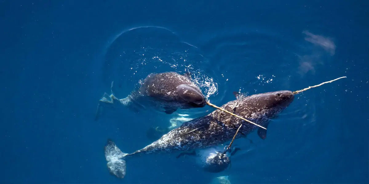 tusks 