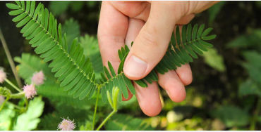 plants