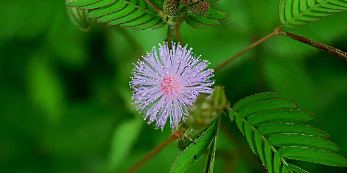 Mimosa Pudica 