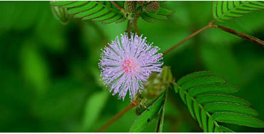 Mimosa Pudica 