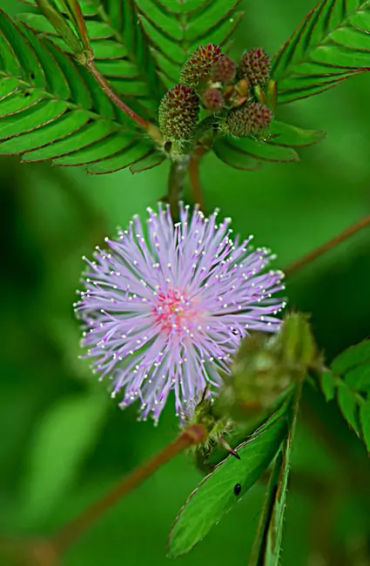 Mimosa Pudica 