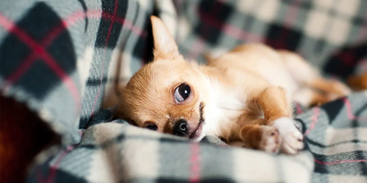 ChihuahuasChihuahuas