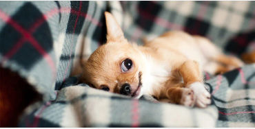 Chihuahuas