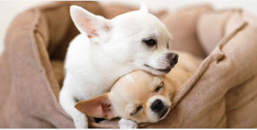 Chihuahuas 