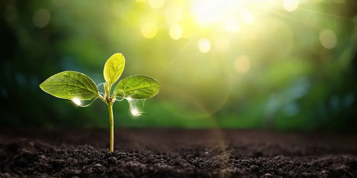 Young plants 