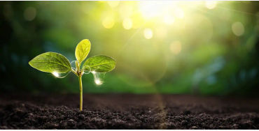 Young plants 