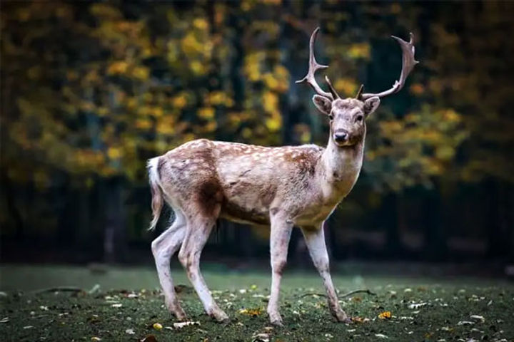 17 endangered animal species found in dhauladhar sanctuary