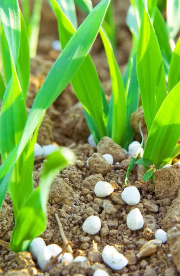 fruits, mimosa pudica