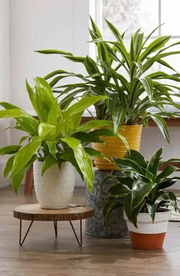 fruits, mimosa pudica