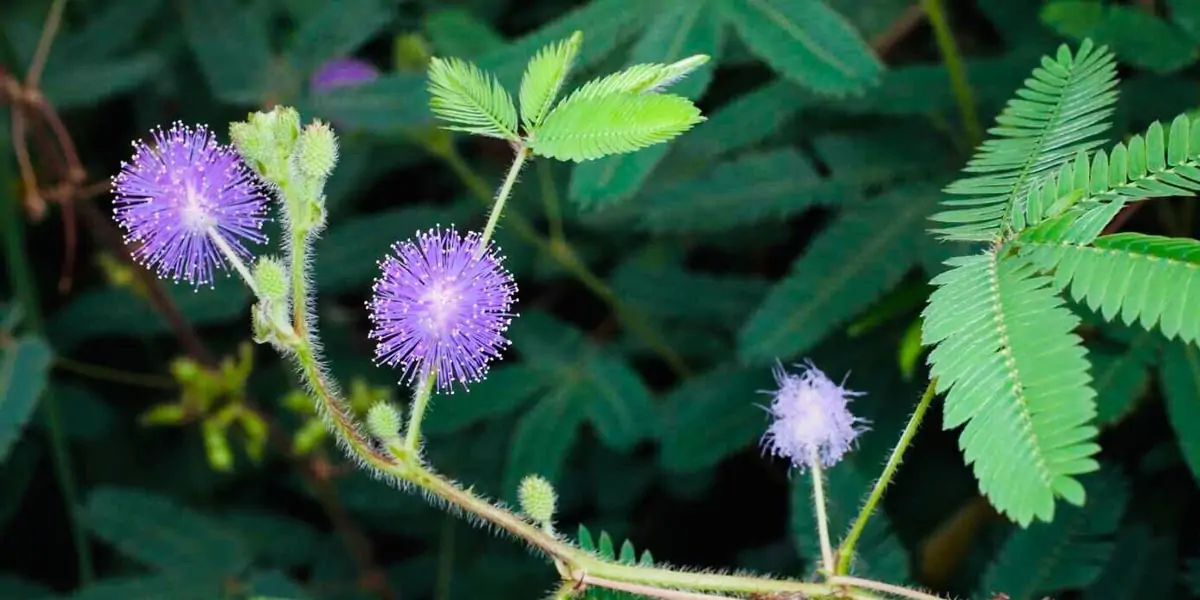 fruits, mimosa pudica