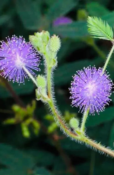 fruits, mimosa pudica