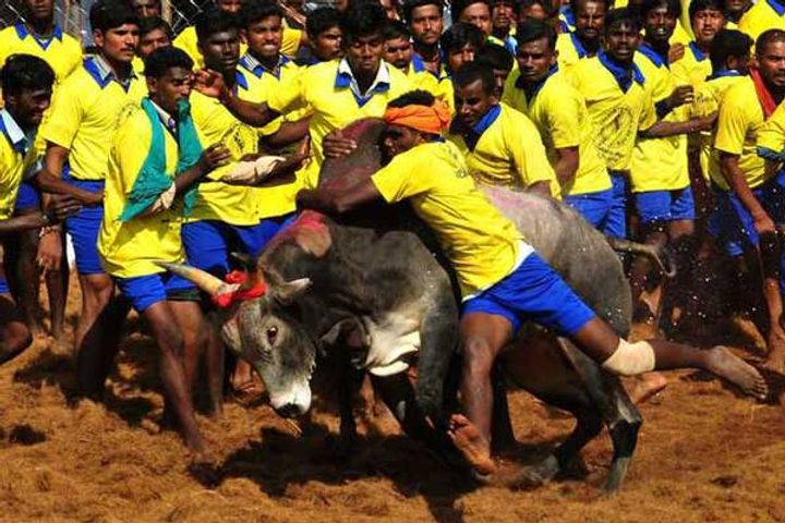 jallikattu begins in tamil nadu 60 people injured
