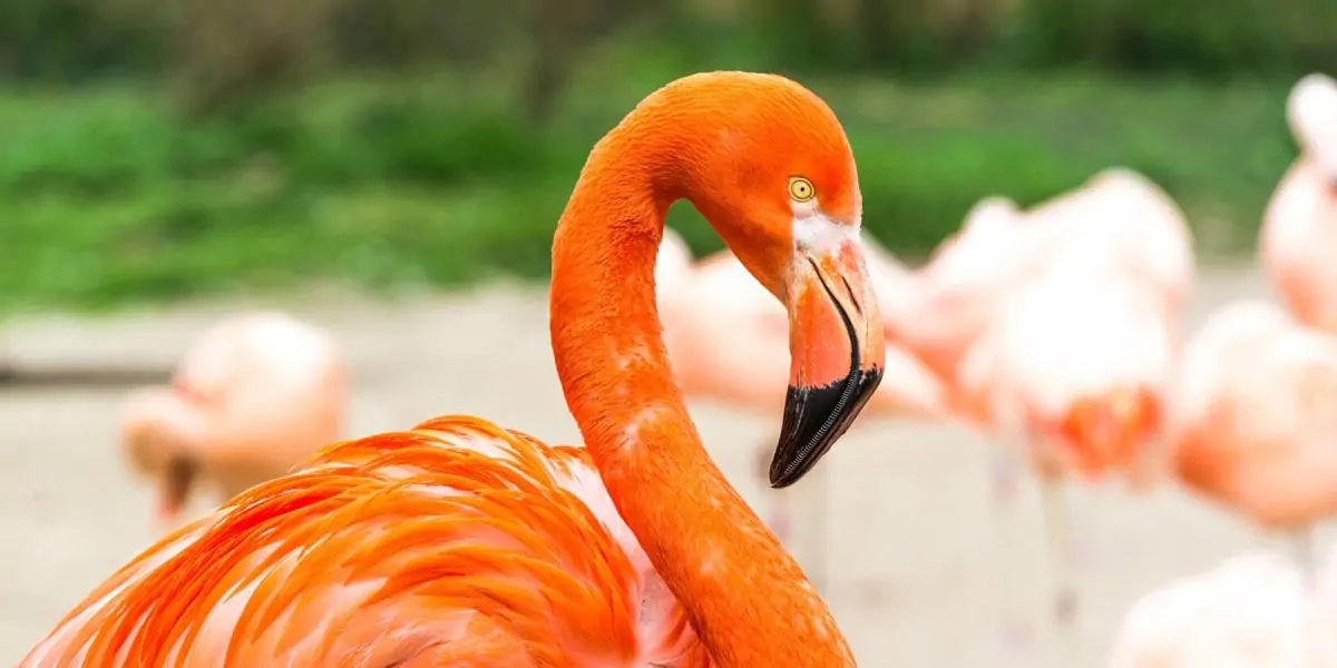 Flamingos