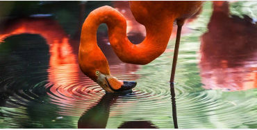  flamingos 
