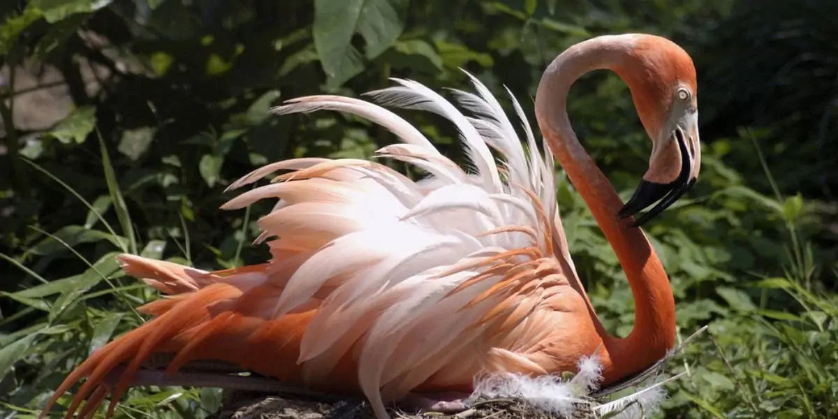 flamingos 