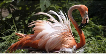 flamingos 