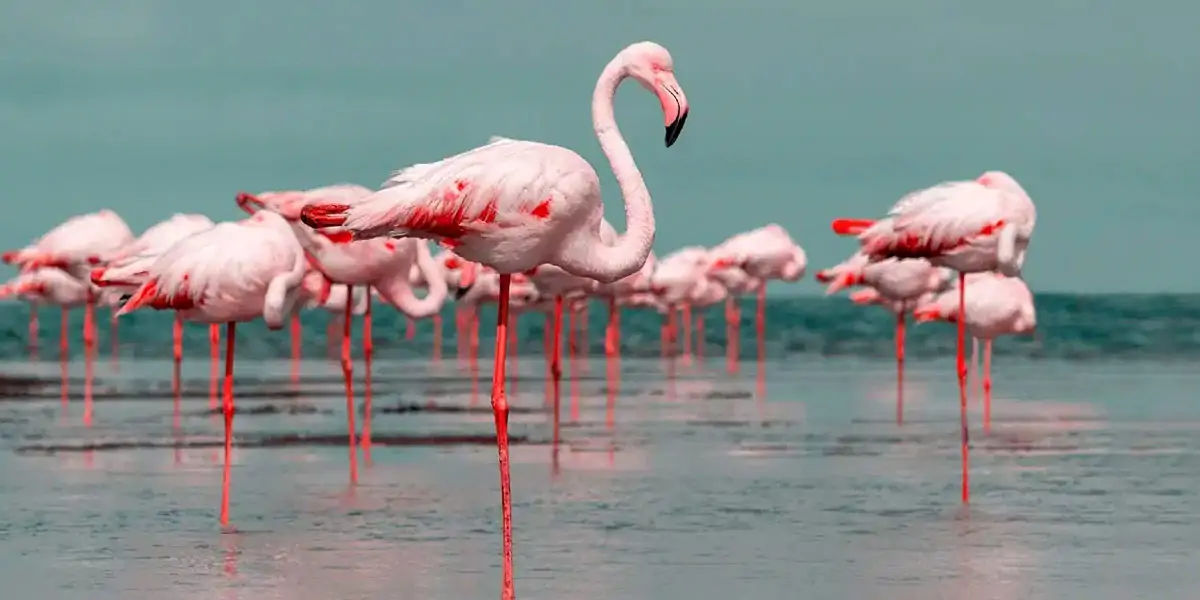 flamingos