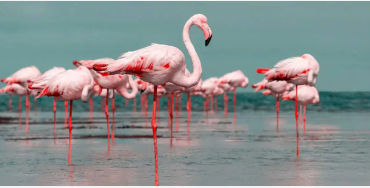 flamingos