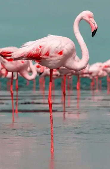 flamingos