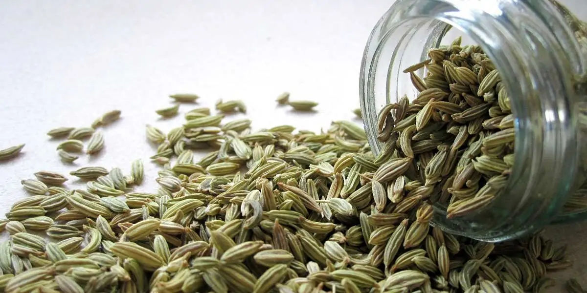 Fennel Seeds
