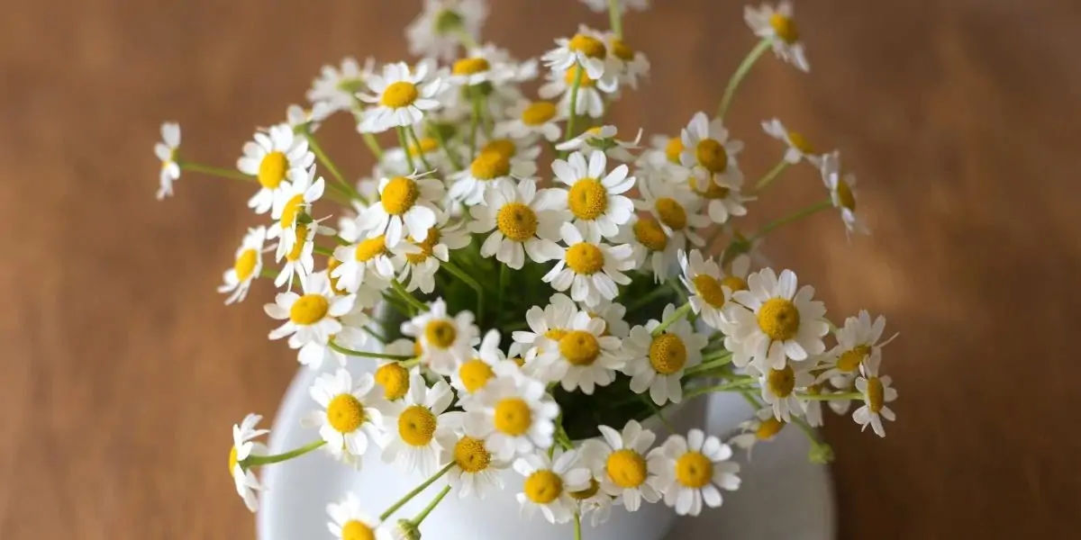 Chamomile