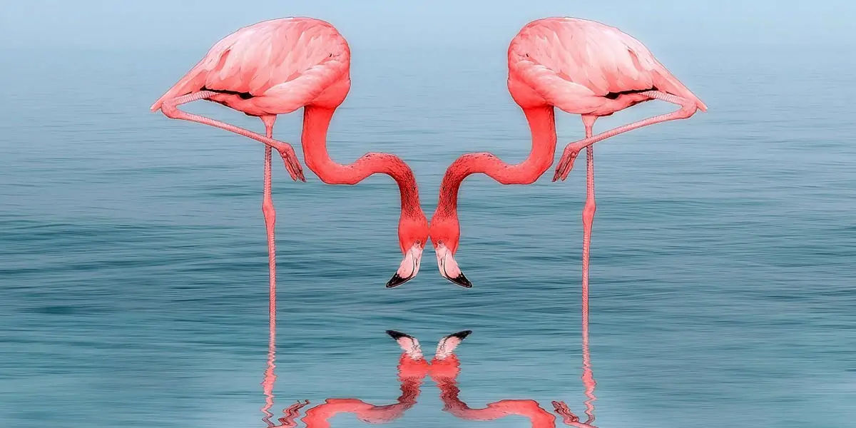 flamingo