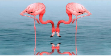 flamingo