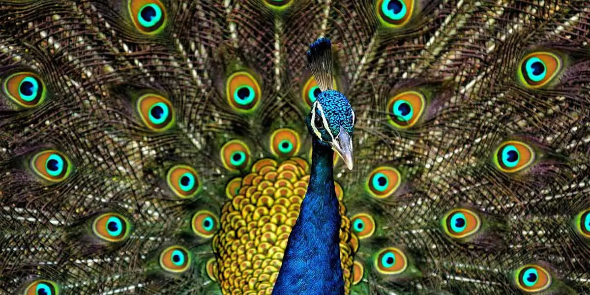 peacock,  national bird, India
