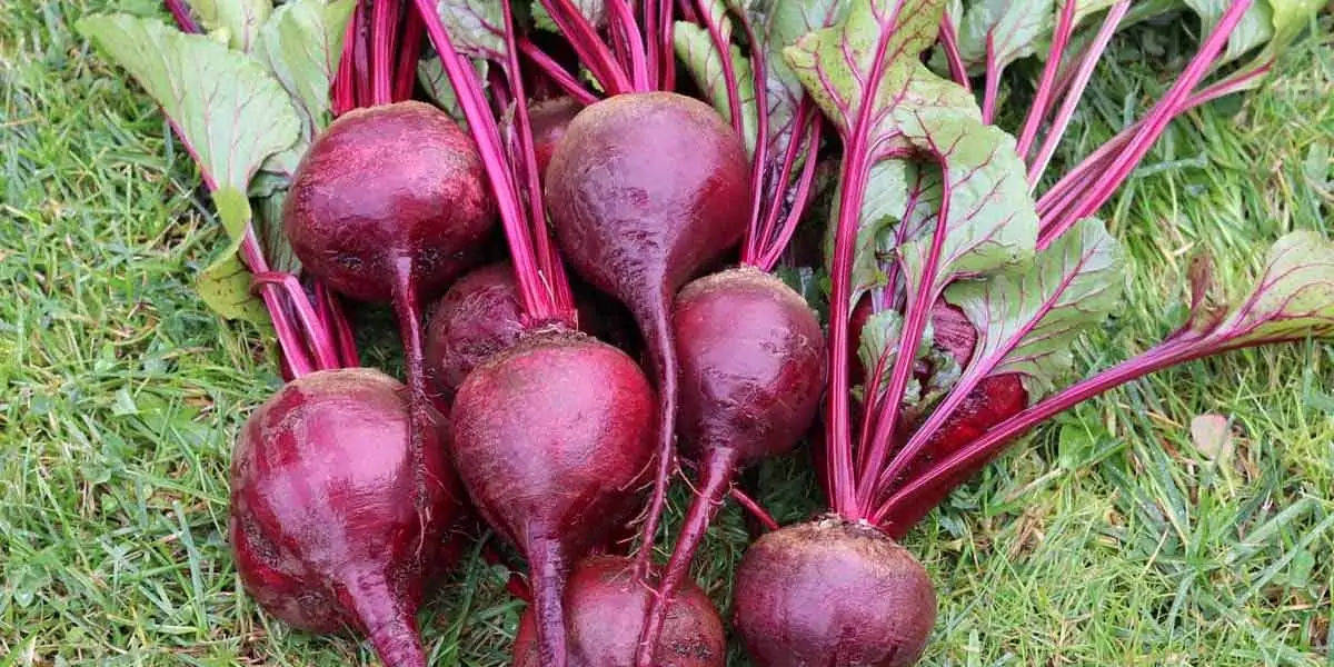 beetroot, beet