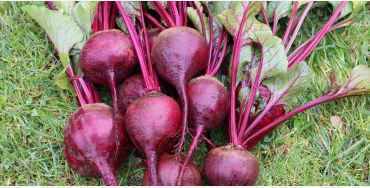 beetroot, beet