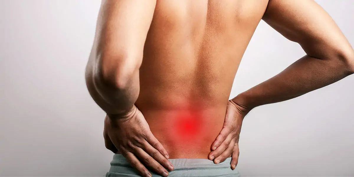spine, spinalcord