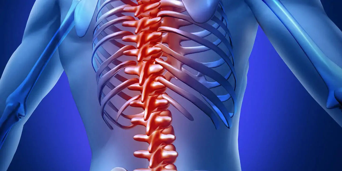 Spine, spinal cord