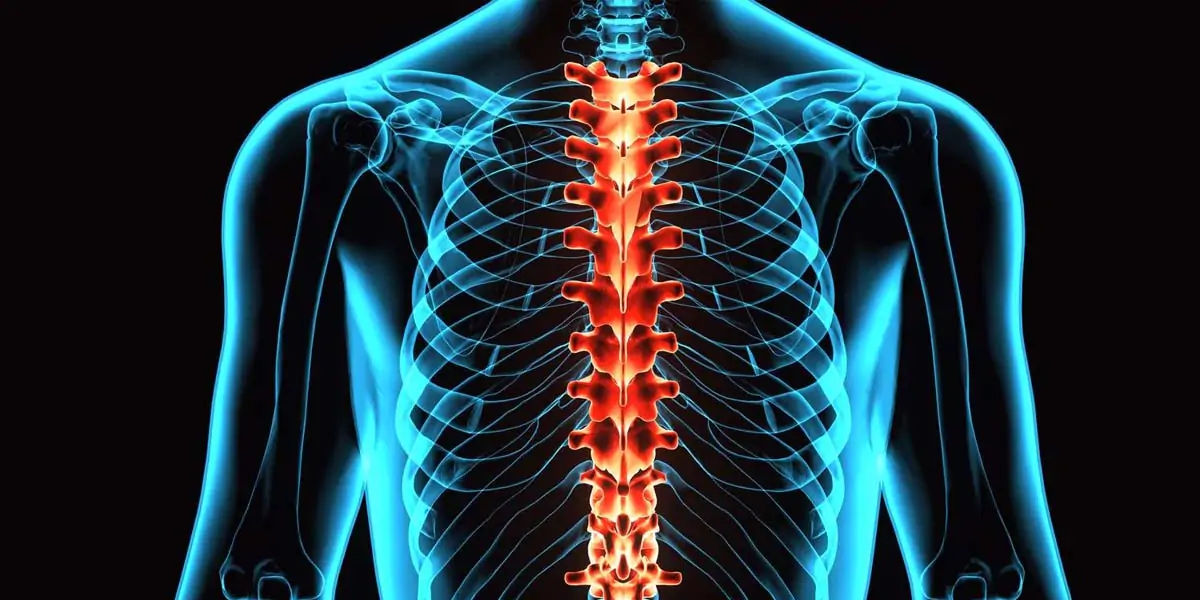 Spine, spinal cord