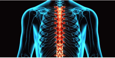 Spine, spinal cord